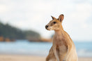 Considering a Working Holiday In Australia? - Here's everything you need to know before you go!