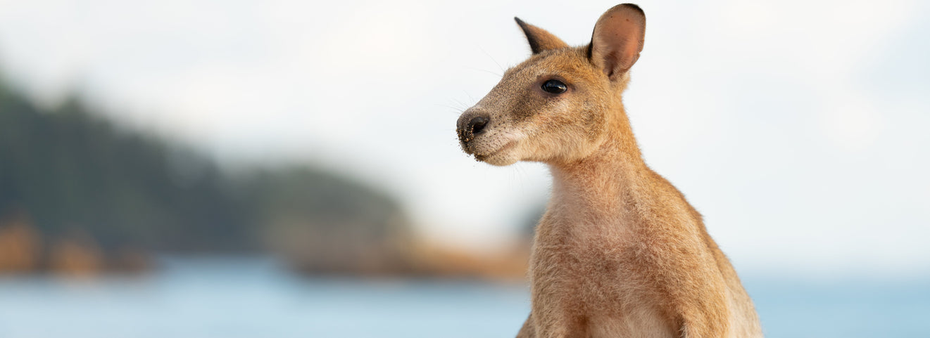Considering a Working Holiday In Australia? - Here's everything you need to know before you go!