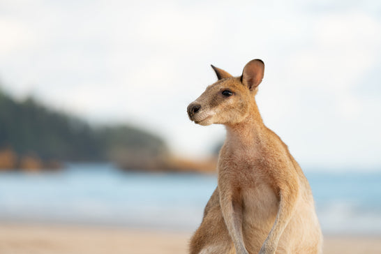 Considering a Working Holiday In Australia? - Here's everything you need to know before you go!